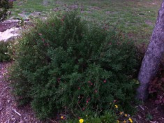 2012-04-30-6607 Conifer Cove-57.jpg